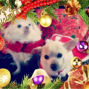 Meet your Posher, Lorenzo